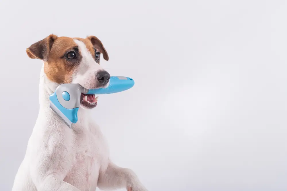 pies trymowanie przed kąpielą